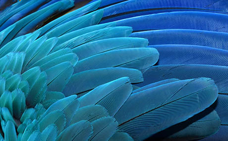 Inspiratie illusie deco macro blauwe veren