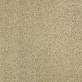 Moquette Script  CHAMPAGNE
